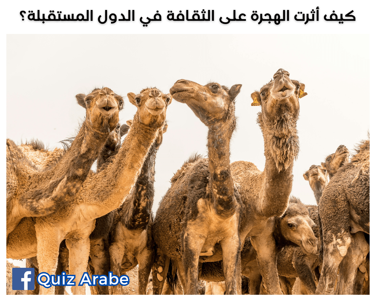 كيف أثرت الهجرة على الثقافة في الدول المستقبلة؟