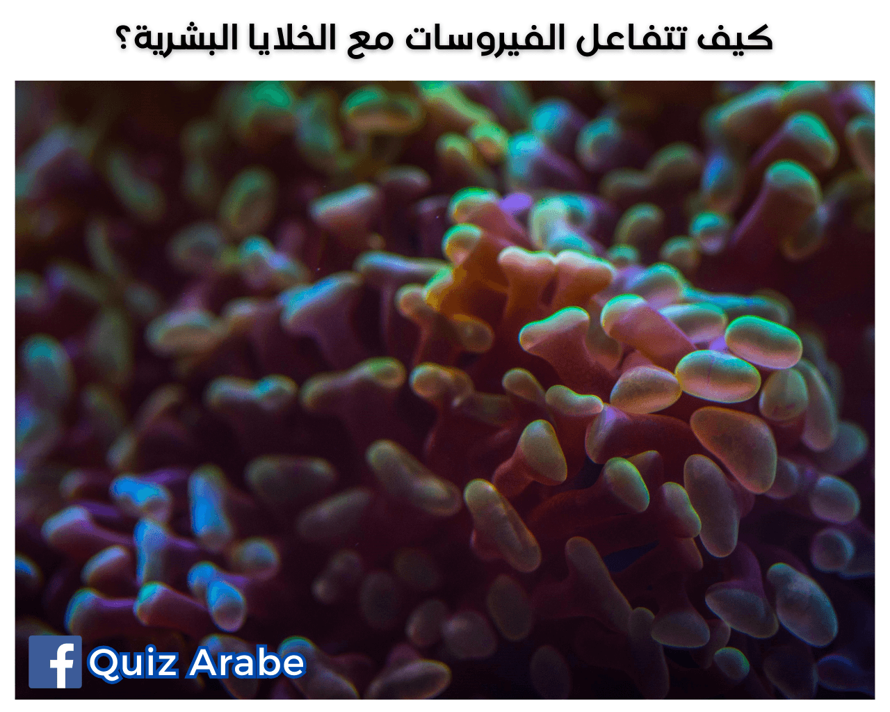 كيف تتفاعل الفيروسات مع الخلايا البشرية