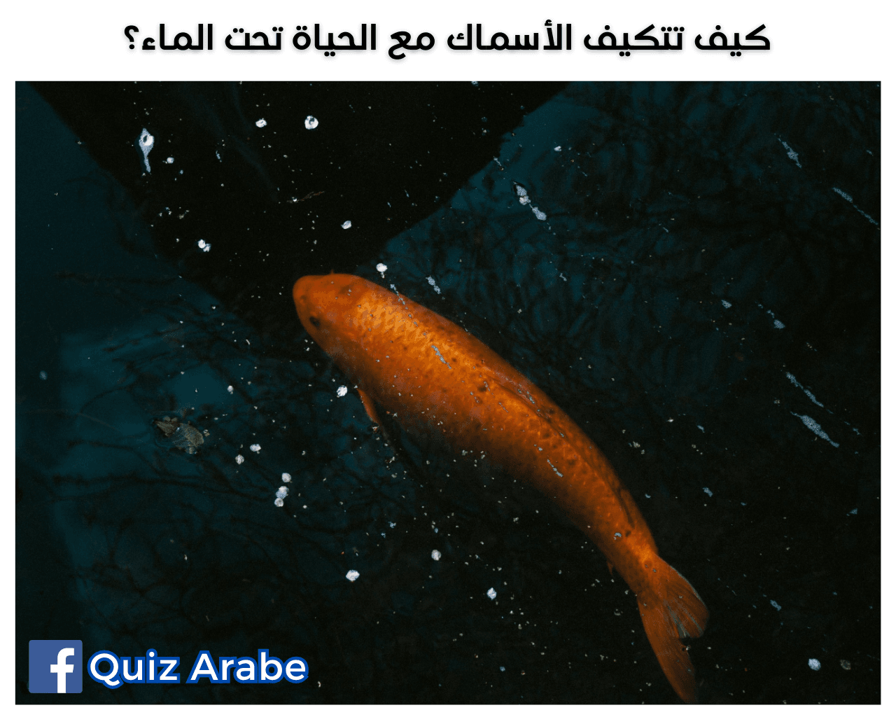 كيف تتكيف الأسماك مع الحياة تحت الماء
