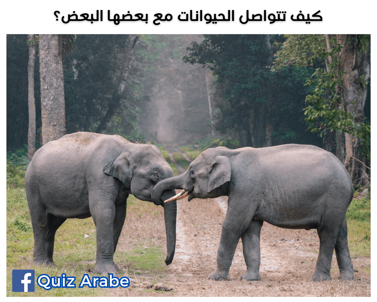 كيف تتواصل الحيوانات مع بعضها البعض