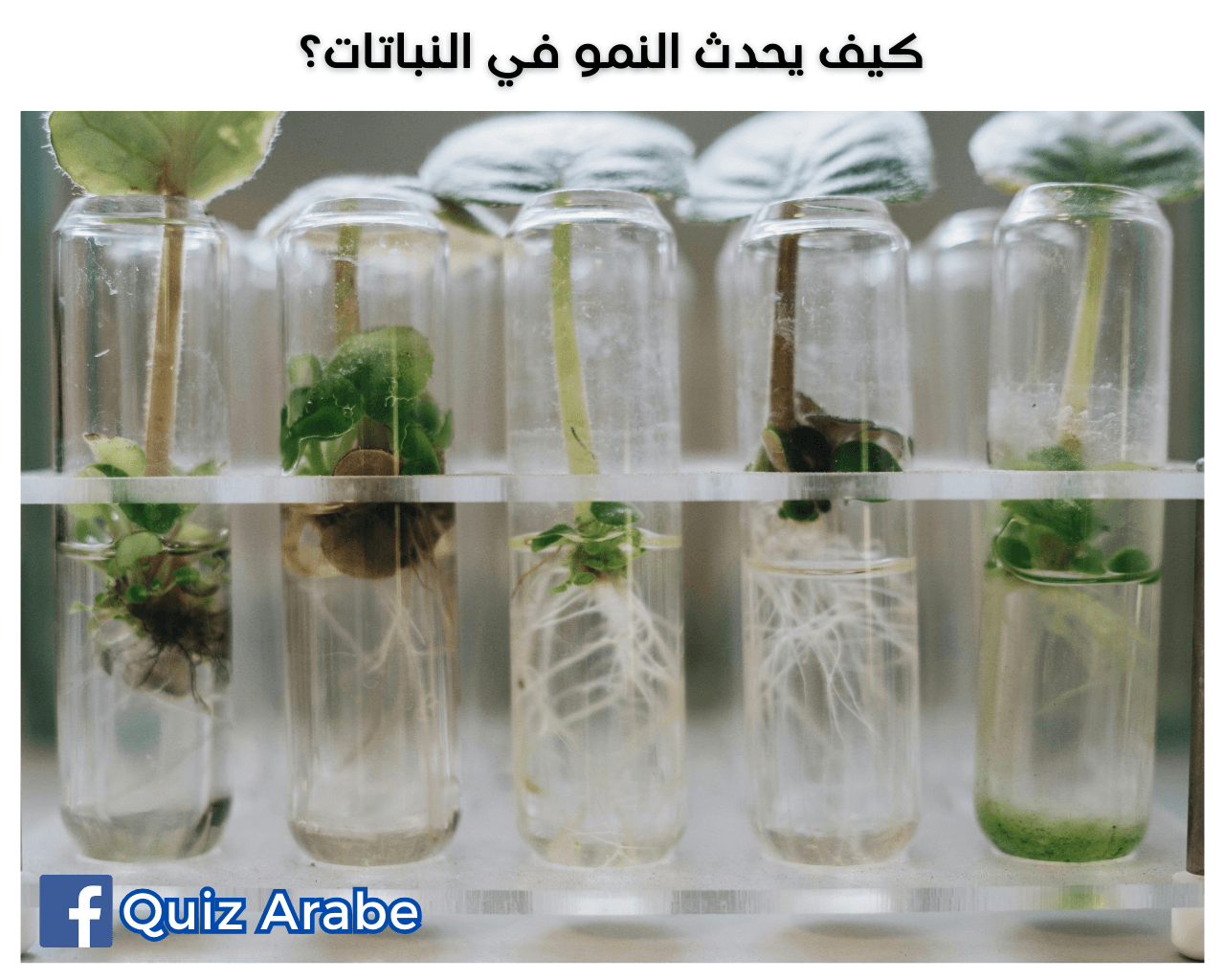 كيف يحدث النمو في النباتات