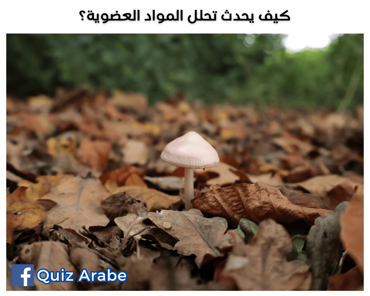 كيف يحدث تحلل المواد العضوية