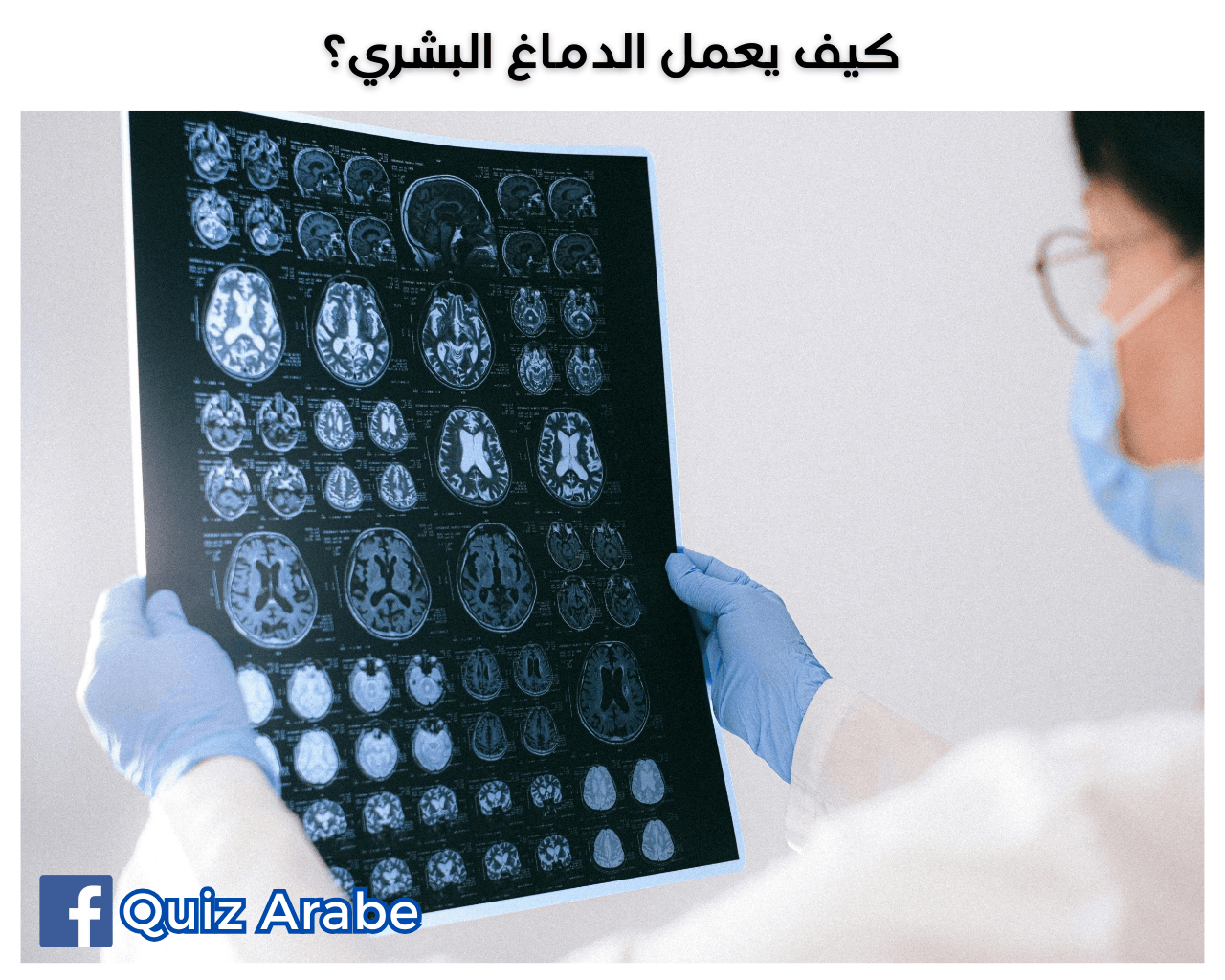 كيف يعمل الدماغ البشري