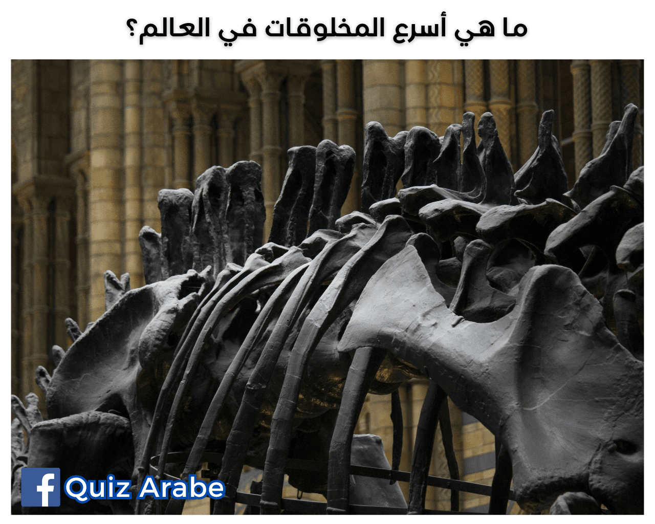 ما هي أسرع المخلوقات في العالم