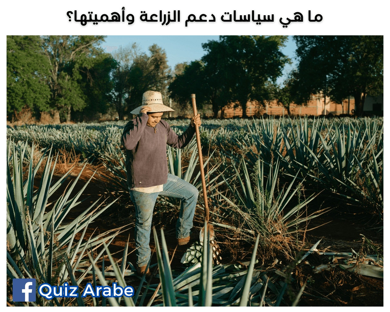 ما هي سياسات دعم الزراعة وأهميتها