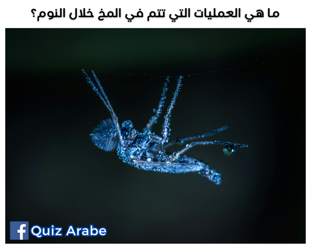 ما هي العمليات التي تتم في المخ خلال النوم